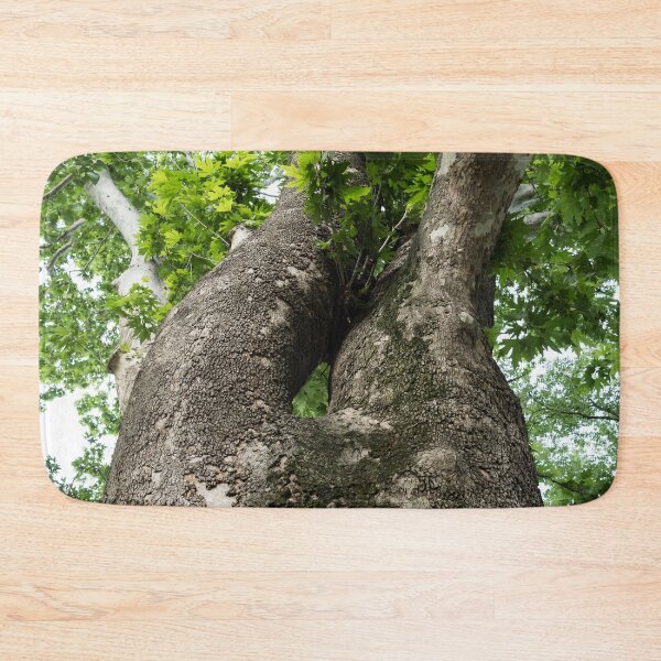 Item preview, The Rough Bark of a Mighty Sycamore Tree designed and sold by Georgia Mizuleva.