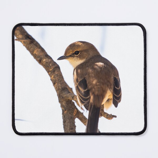 Item preview, Flycatcher designed and sold by MyAfricanSafari.