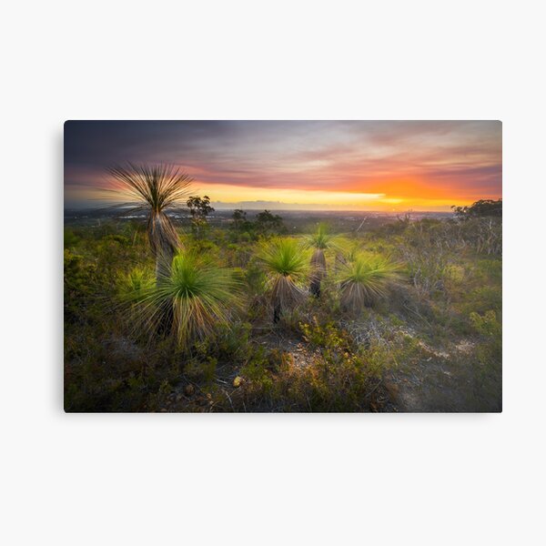 Xanthorrhoea sunset Metal Print