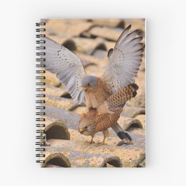 Item preview, Male and female of Lesser kestrel. designed and sold by DesignAstur.