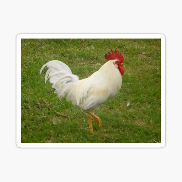 Item preview, Rooster - Pure White - Paraguay - South America designed and sold by exploramum.
