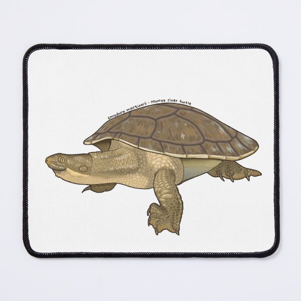 Item preview, Murray short neck turtle (Emydura macquarii) designed and sold by StinaDraws.