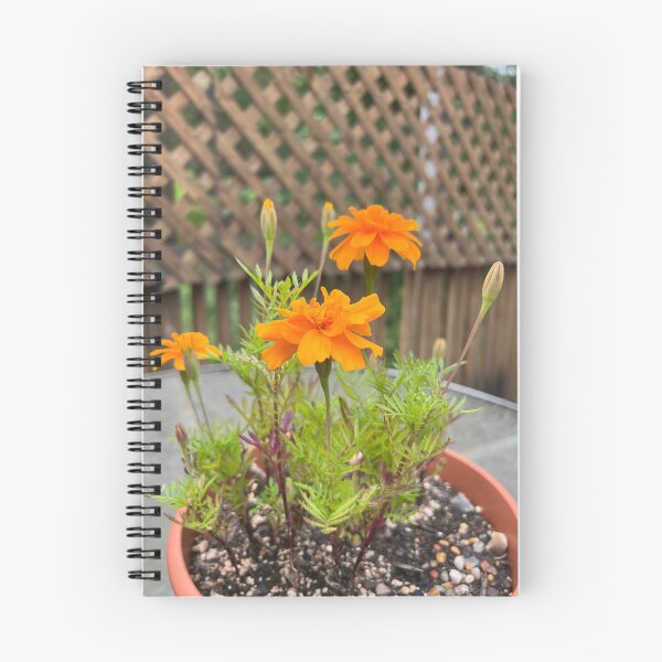 Item preview, Marigolds  designed and sold by Stephanie Fay.