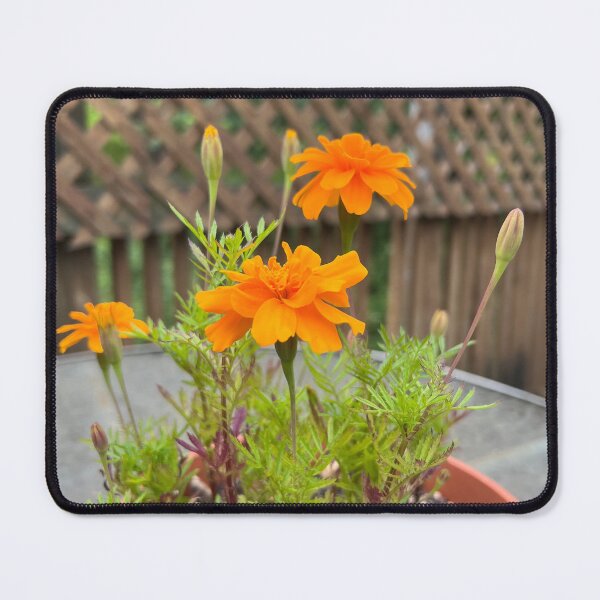 Item preview, Marigolds designed and sold by Stephanie Fay.