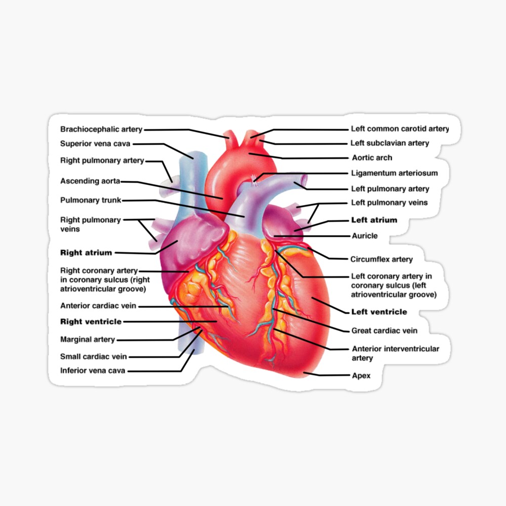 anatomy of the heart Poster