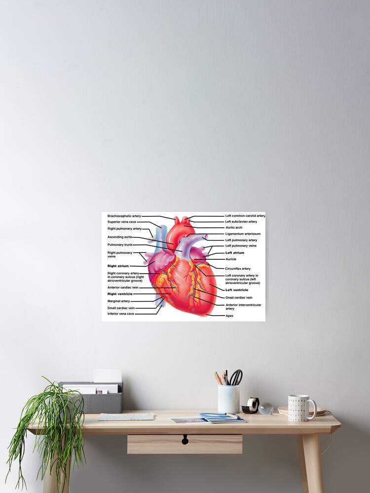 anatomy of the heart Poster