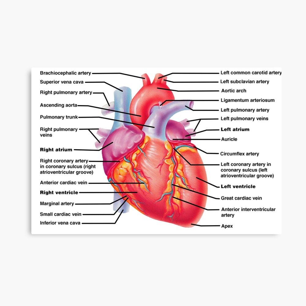 Heart Anatomy Knowledge  Poster
