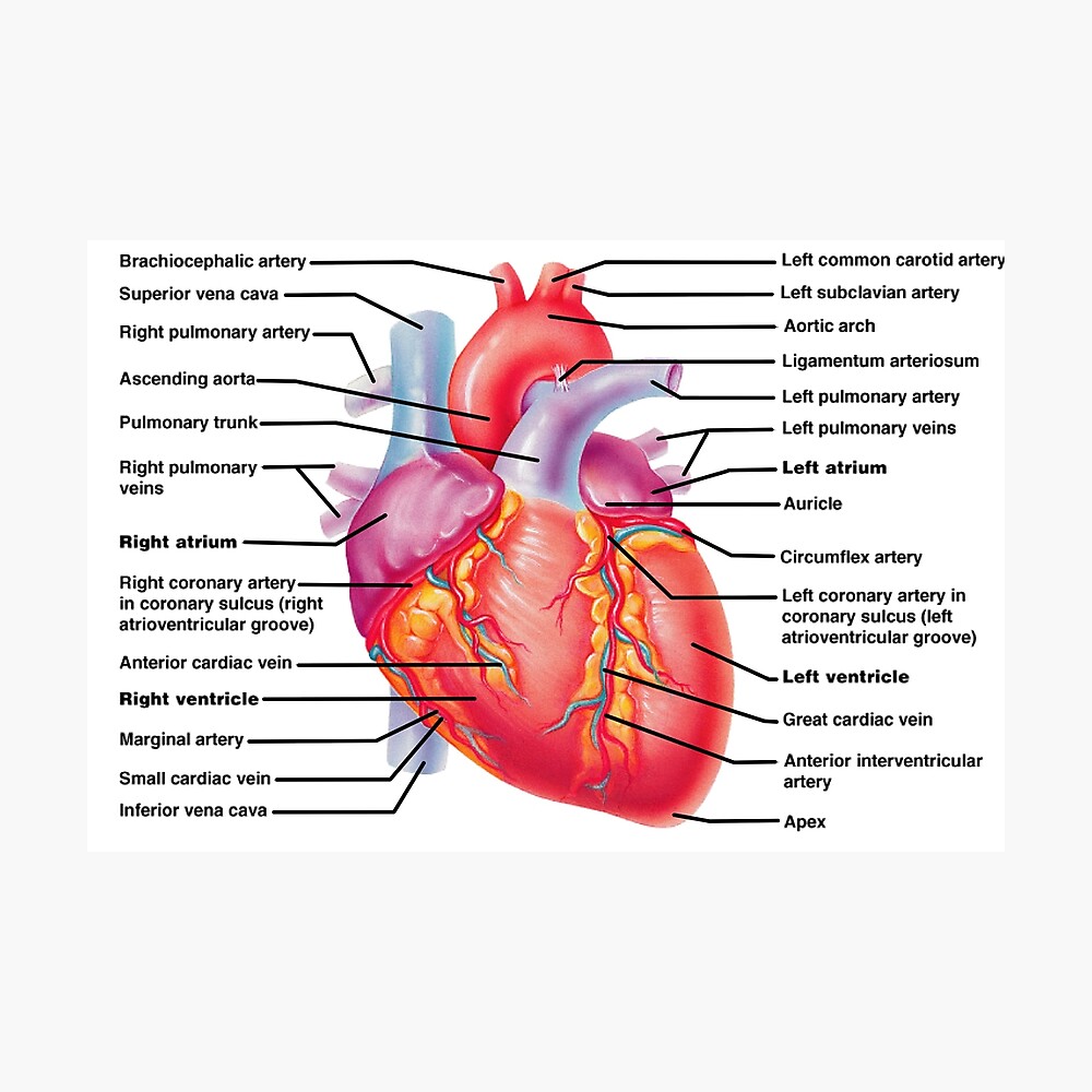 anatomy of the heart Poster