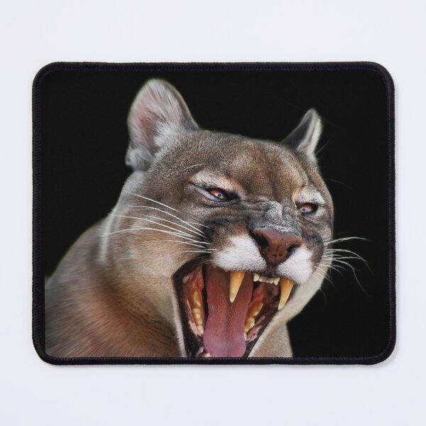 Item preview, BIG ANGRY CATS designed and sold by THE AMERICAN TEEVANGELIST.