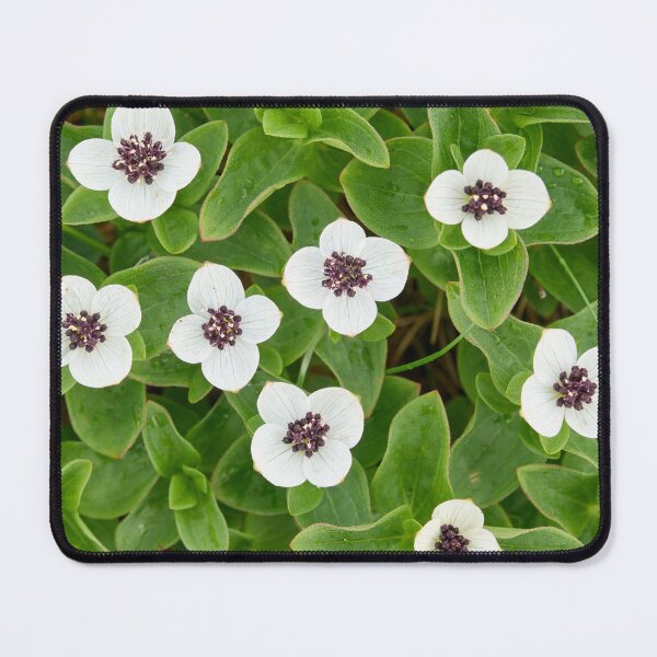 Item preview, A bunch. Bunchberry designed and sold by Jouko Lehto Photography.