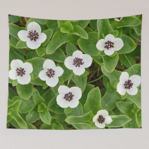 Item preview, A bunch. Bunchberry designed and sold by Jouko Lehto Photography.
