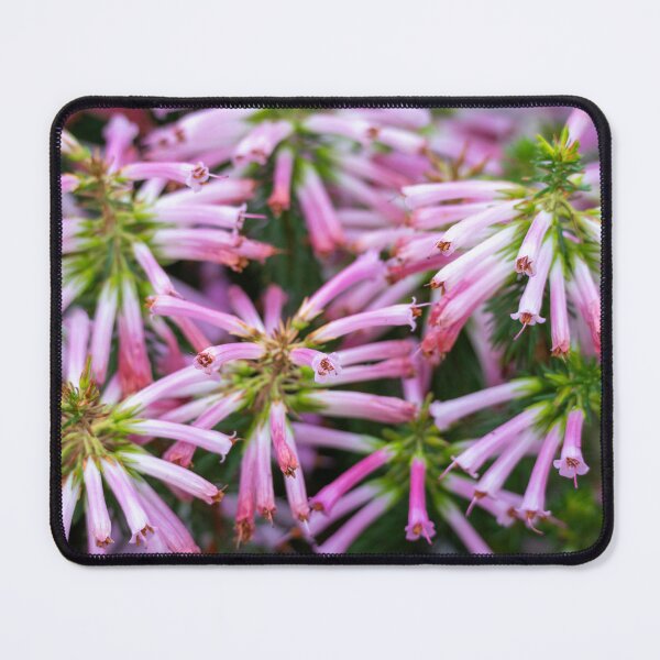 Item preview, Erica Pinea Wonderful White Pink Tubular Shaped Colorful Flowers designed and sold by Harmony Of The Mind.