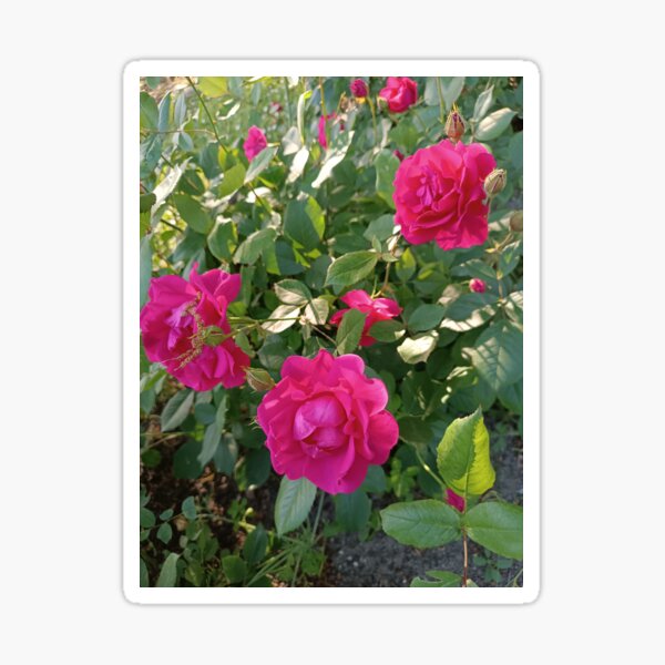 Item preview, rose, roses, garden of roses designed and sold by colorgallery11.