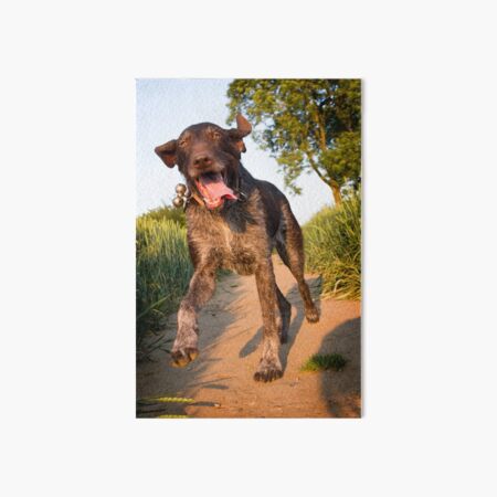 Happy German Wirehaired Pointer running Art Board Print