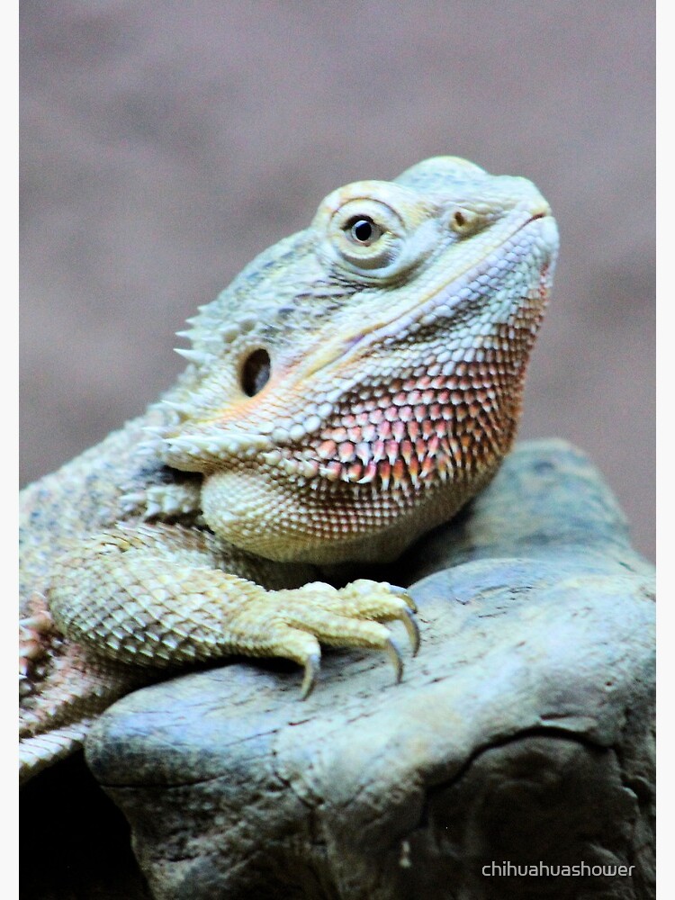 Iguana by chihuahuashower