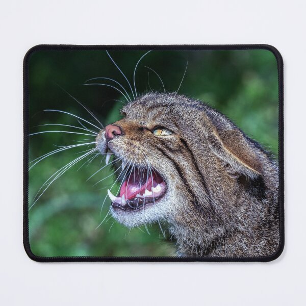 Item preview, Scottish Wildcat designed and sold by Tom McPherson Photography.