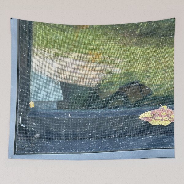 Item preview, Flight of the Rosy Maple Moth designed and sold by fierceautie.