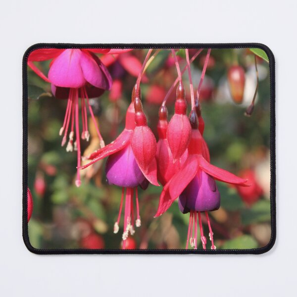 Item preview, Fuschia designed and sold by burbankdesigns.