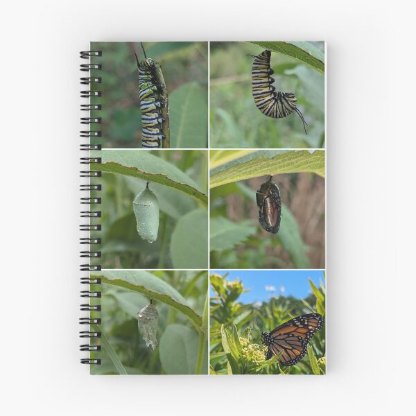 Item preview, Monarch Lifecycle designed and sold by Bug Shots.