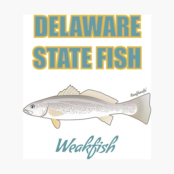 Item preview, Delaware State Fish - Weakfish T-Shirt designed and sold by KaplanCrypto.