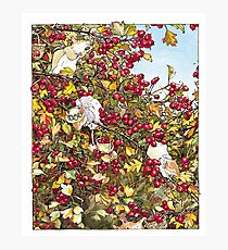 The Blackthorn Bush Photographic Print