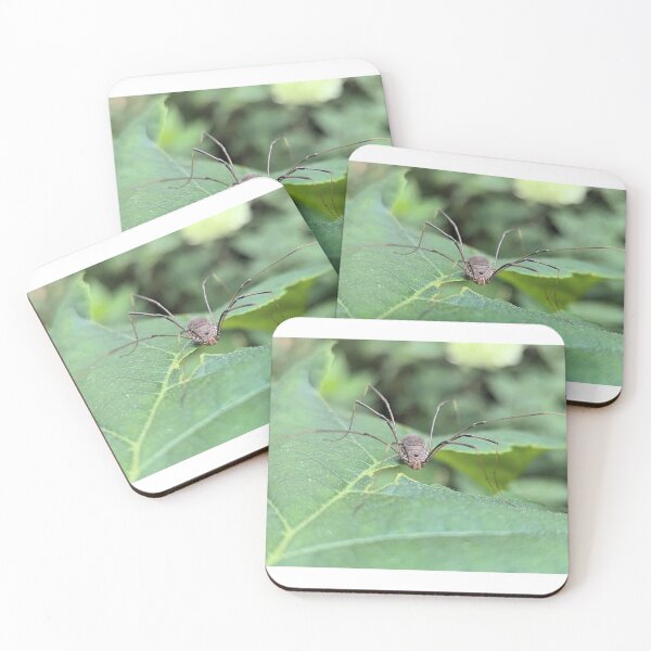 Item preview, Harvestman designed and sold by Bug Shots.