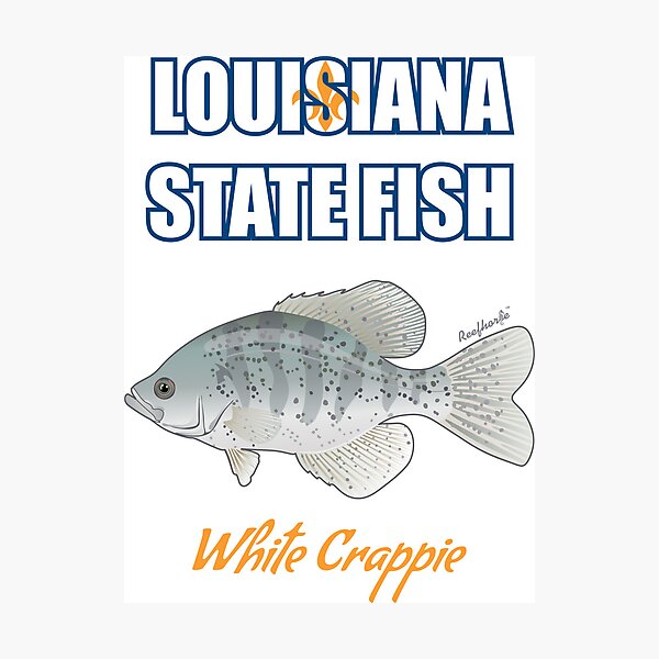 Item preview, Louisiana State Freshwater Fish - White Crappie T-Shirt designed and sold by KaplanCrypto.