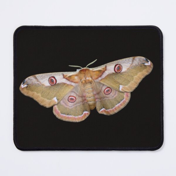 Item preview, Eastern Emperor: Rinaca boisduvalii designed and sold by Entomologist.