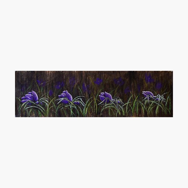spider plant metamorphosis (full) Photographic Print