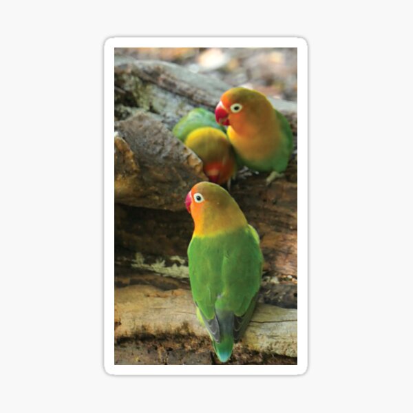 Item preview, Photo of Lovebirds designed and sold by TMBTM.