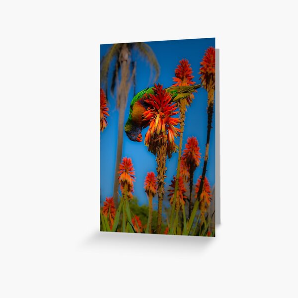 Item preview, Rainbow Lorikeet on Fiery Blooms designed and sold by LMKphotography.