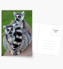 No Scarf Required... (Ring-Tailed Lemurs) Postcards