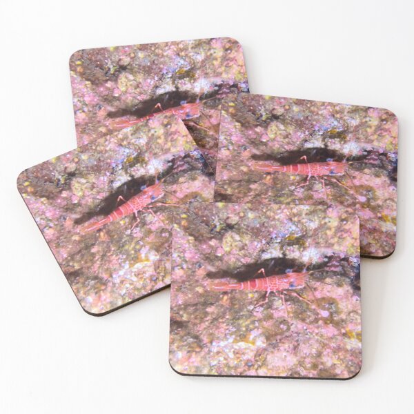 Item preview, Sea Shrimp "crawling" the rocks in Garajau designed and sold by SLGA-Designs.