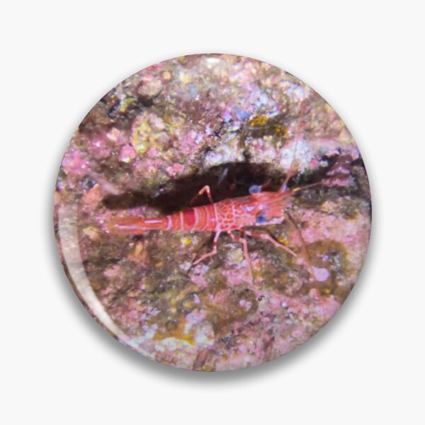 Item preview, Sea Shrimp "crawling" the rocks in Garajau designed and sold by SLGA-Designs.