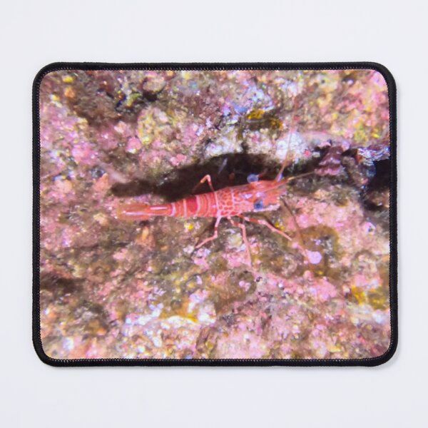 Item preview, Sea Shrimp "crawling" the rocks in Garajau designed and sold by SLGA-Designs.
