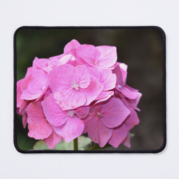 Item preview, Pink hydrangea designed and sold by CatherineMoore4.