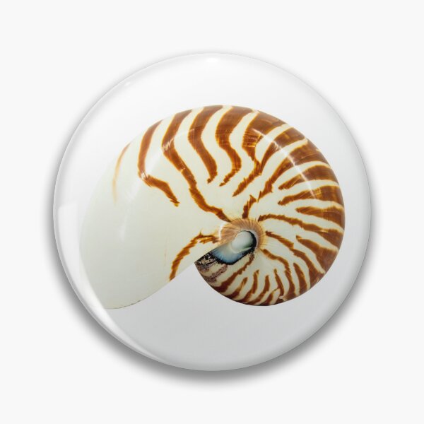 Item preview, Nautilus seashell isolated on white  designed and sold by urzga.