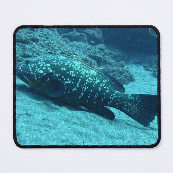 Item preview, GIANT Grouper swimming in Garajau designed and sold by SLGA-Designs.