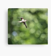 Still Flight Canvas Print