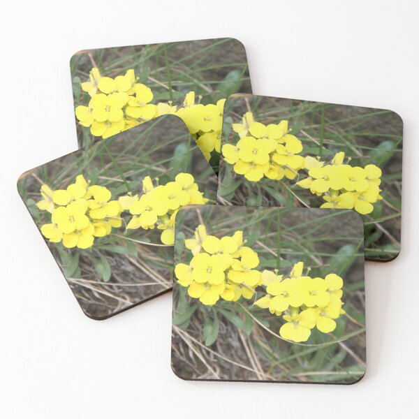 Item preview, Wallflower Erysimum Alpine garden yellow flower Sweet-scented sedge designed and sold by Jelisandie.