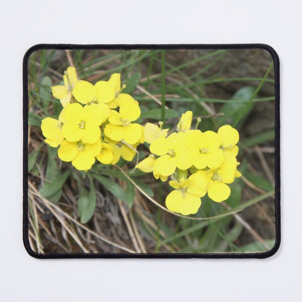Item preview, Wallflower Erysimum Alpine garden yellow flower Sweet-scented sedge designed and sold by Jelisandie.