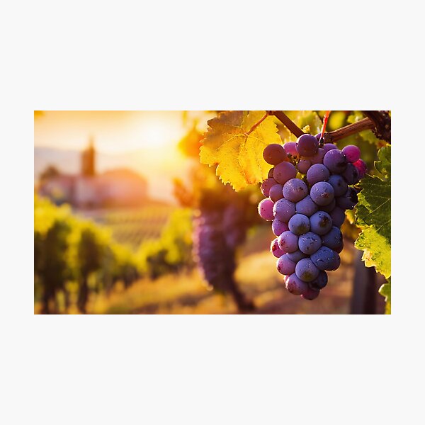 Item preview, grape on vineyard designed and sold by psychoshadow.