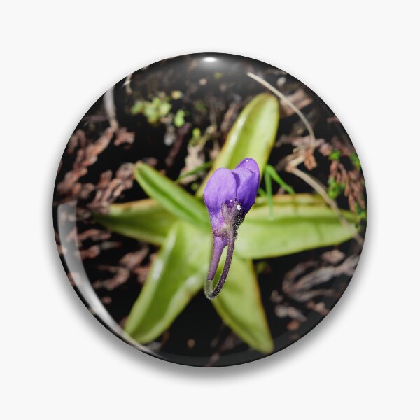 Item preview, Stars on the grouond. Common butterwort designed and sold by Jouko Lehto Photography.