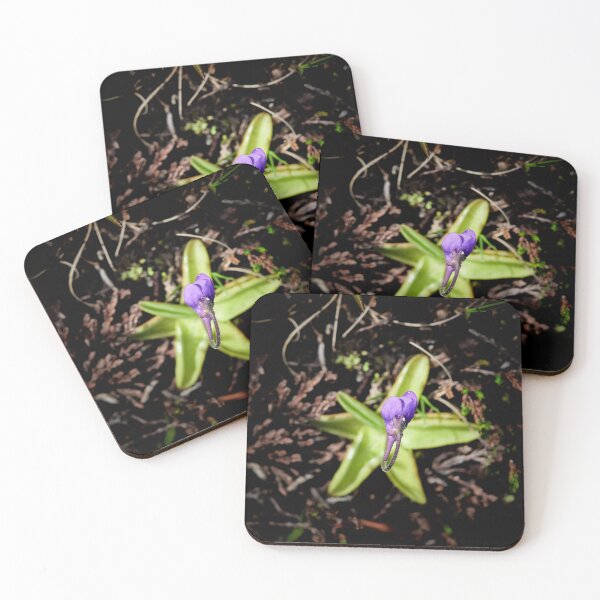 Item preview, Stars on the grouond. Common butterwort designed and sold by Jouko Lehto Photography.