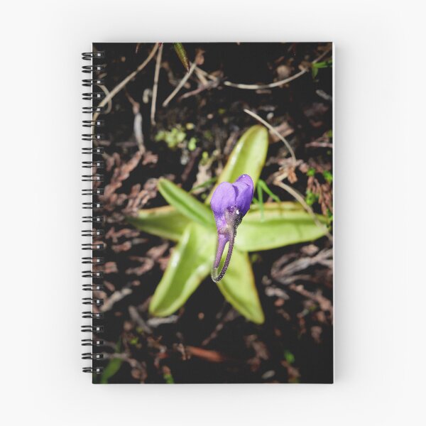 Item preview, Stars on the grouond. Common butterwort designed and sold by Jouko Lehto Photography.