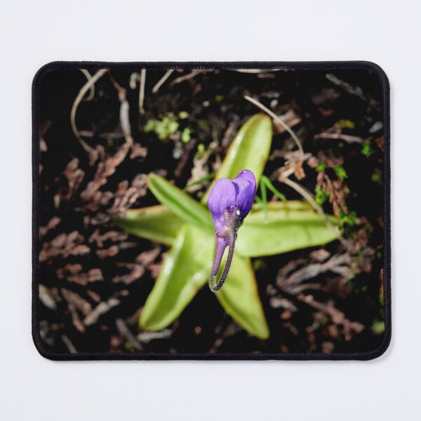 Item preview, Stars on the grouond. Common butterwort designed and sold by Jouko Lehto Photography.