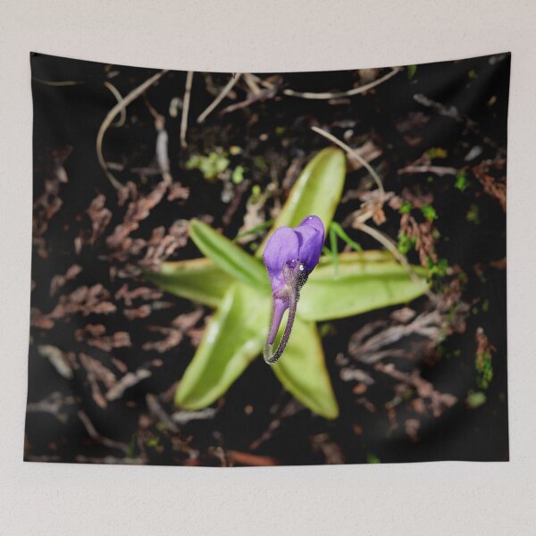Item preview, Stars on the grouond. Common butterwort designed and sold by Jouko Lehto Photography.