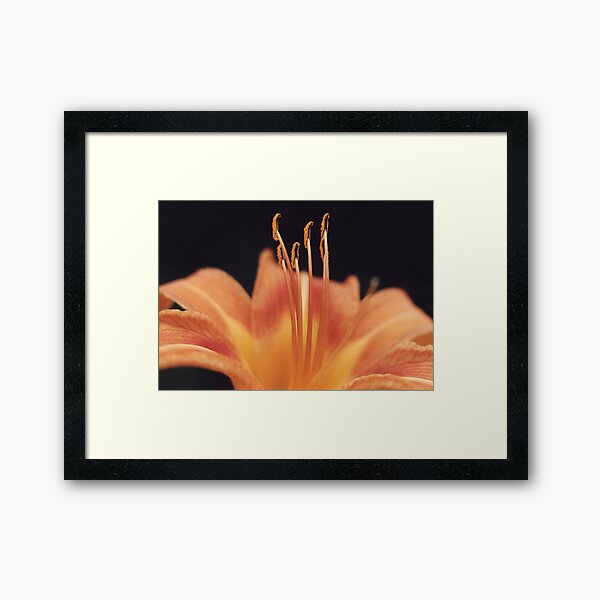 Item preview, Daylily closeup Orange and Yellow designed and sold by DesignsAndDocs.