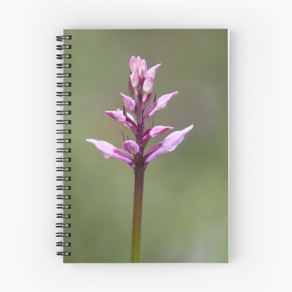 Item preview, Early. Early marsh-orchid designed and sold by Jouko Lehto Photography.