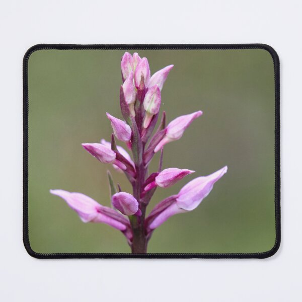 Item preview, Early. Early marsh-orchid designed and sold by Jouko Lehto Photography.